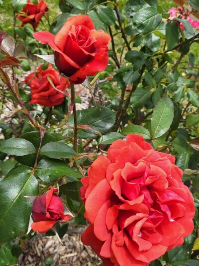 Cornwall Rose Garden - Bellingham, WA