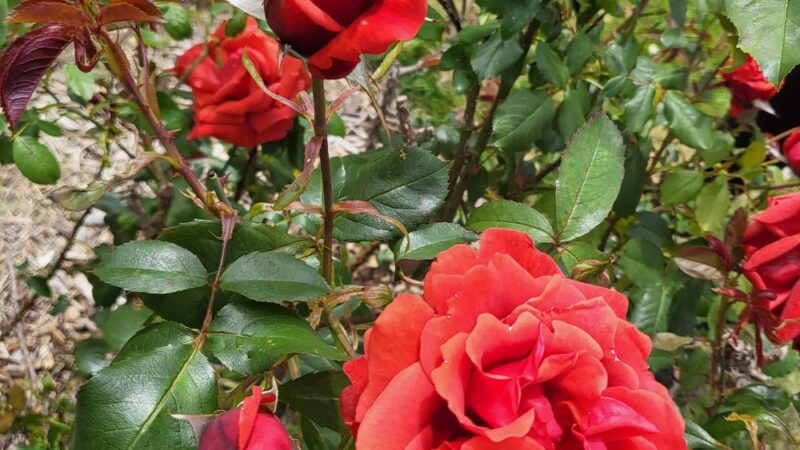 Cornwall Rose Garden - Bellingham, WA