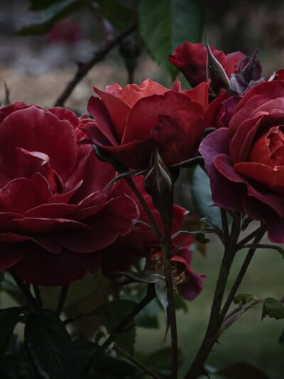 Cornwall Rose Garden - Bellingham, WA