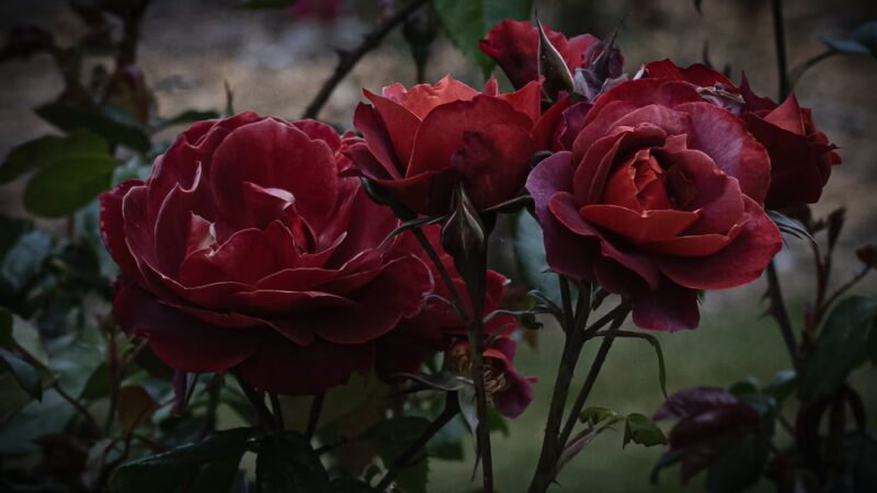 Cornwall Rose Garden - Bellingham, WA