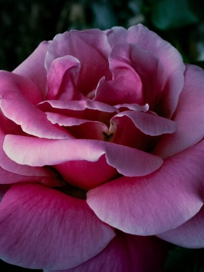 Cornwall Rose Garden - Bellingham, WA