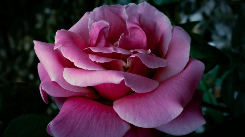 Cornwall Rose Garden - Bellingham, WA