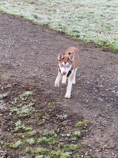 Lake Padden Dog Park - Bellingham, WA