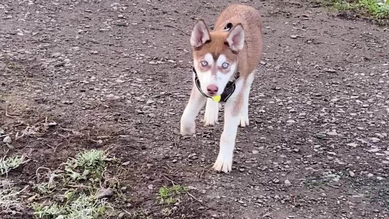 Lake Padden Dog Park - Bellingham, WA