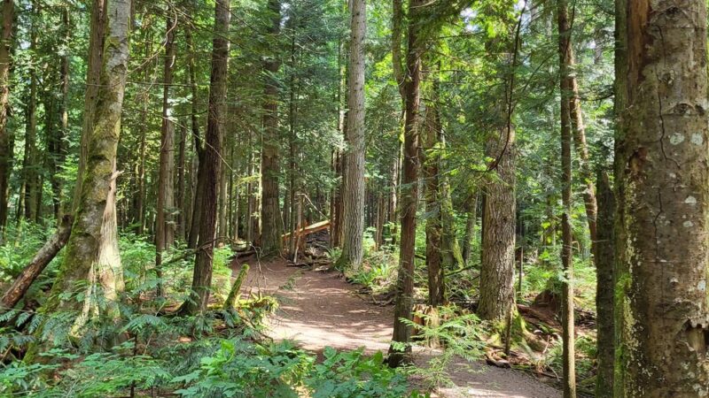 Lake Padden Dog Park - Bellingham, WA