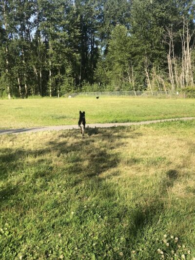 Lake Padden Dog Park - Bellingham, WA