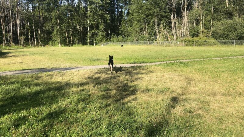 Lake Padden Dog Park - Bellingham, WA