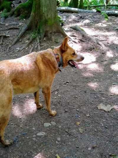 Lake Padden Dog Park - Bellingham, WA
