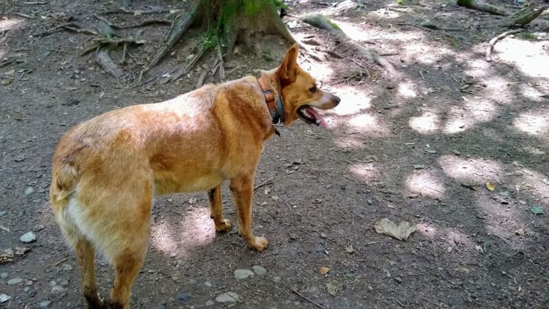 Lake Padden Dog Park - Bellingham, WA
