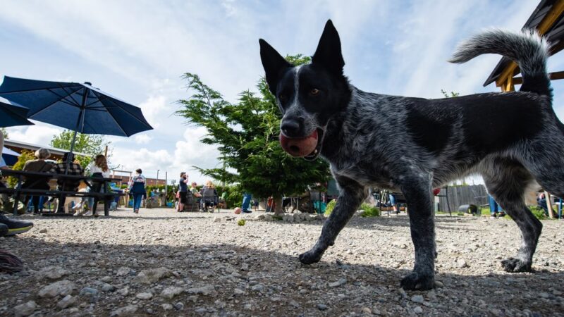 Paws For A Beer - Bellingham, WA