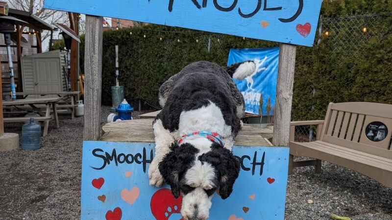 Paws For A Beer - Bellingham, WA