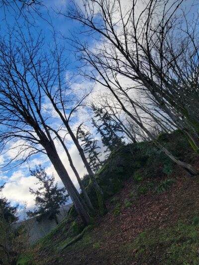 Rock Hill Park - Bellingham, WA