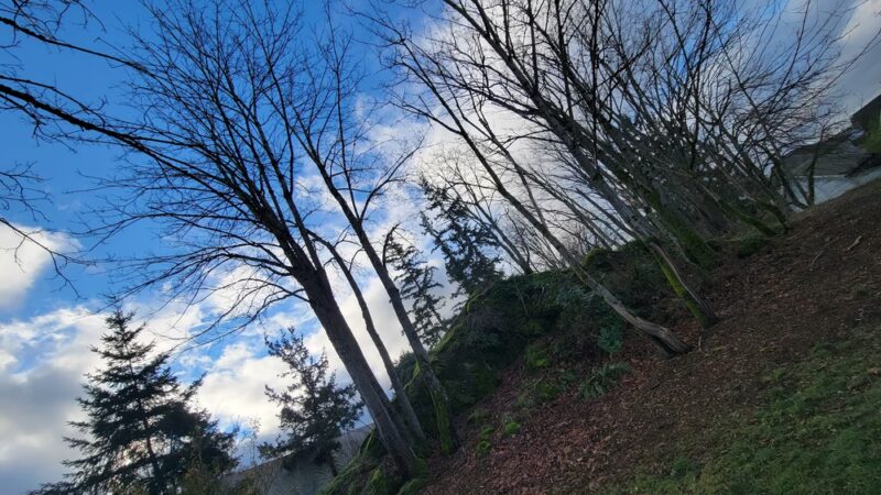 Rock Hill Park - Bellingham, WA