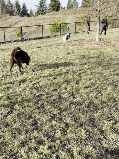Squalicum Dog Park - Bellingham, WA