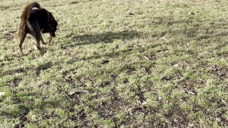 Squalicum Dog Park - Bellingham, WA