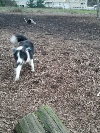 Squalicum Dog Park - Bellingham, WA