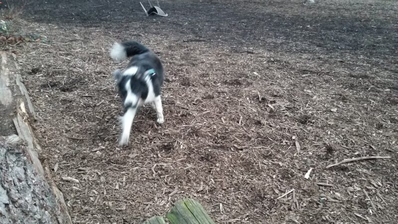 Squalicum Dog Park - Bellingham, WA