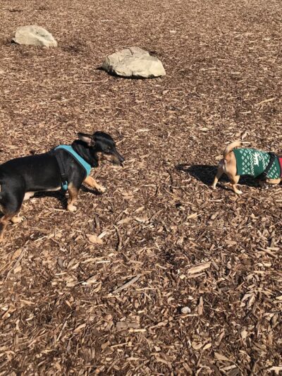 Squalicum Dog Park - Bellingham, WA