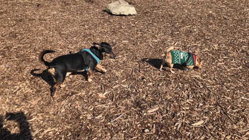 Squalicum Dog Park - Bellingham, WA