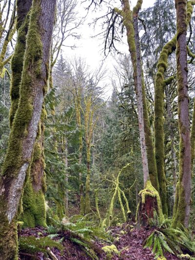 Squires Lake Park - Bellingham, WA