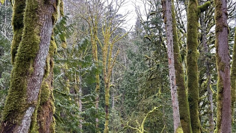 Squires Lake Park - Bellingham, WA