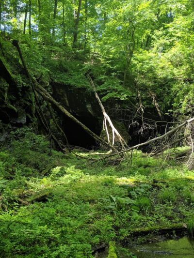 Beaver Brook Wildlife Management Area - Belvidere, NJ