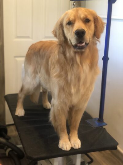Finn's Dog S'Paw - Belvidere, NJ