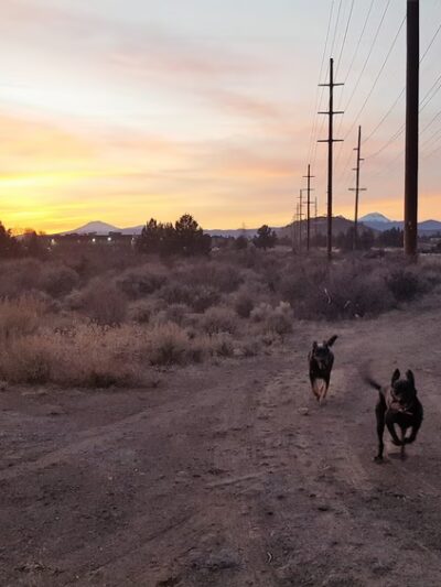 Bend Dog Park Trips - ,
