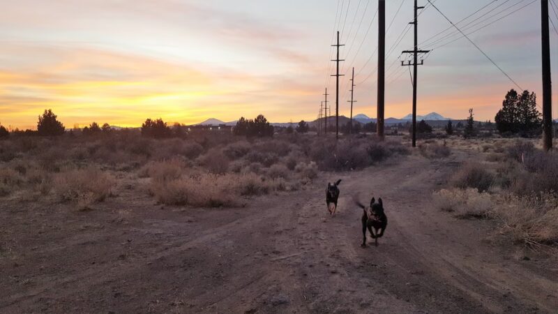 Bend Dog Park Trips - ,