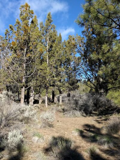 Awbrey Reservoir Off-Leash Area - Bend, OR