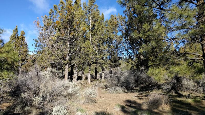 Awbrey Reservoir Off-Leash Area - Bend, OR