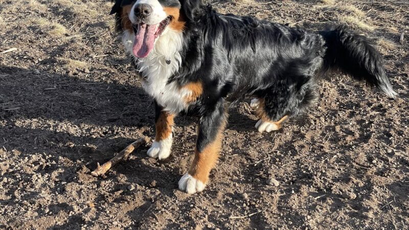 Awbrey Reservoir Off-Leash Area - Bend, OR