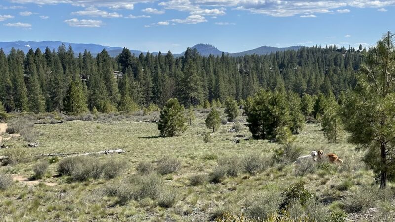 GoodDog! - Bend, OR