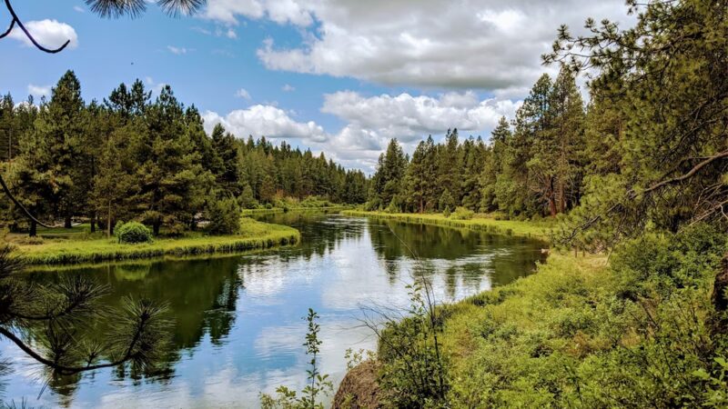 GoodDog! - Bend, OR