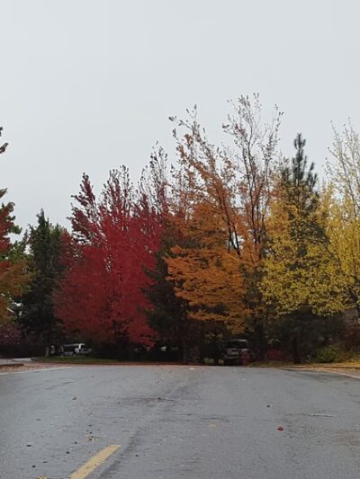 Laurel Pocket Park - Bend, OR