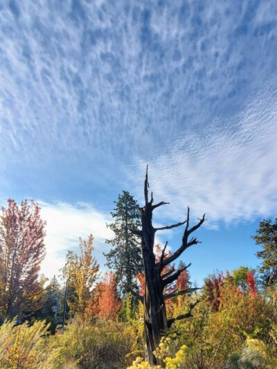 Laurel Pocket Park - Bend, OR