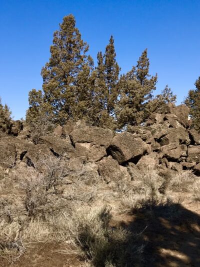 Pine Nursery Dog Park - Bend, OR