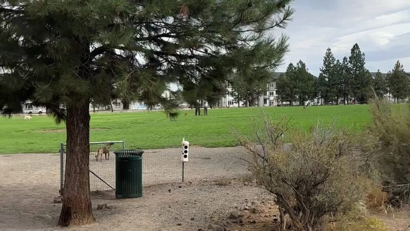 Pine Nursery Dog Park - Bend, OR