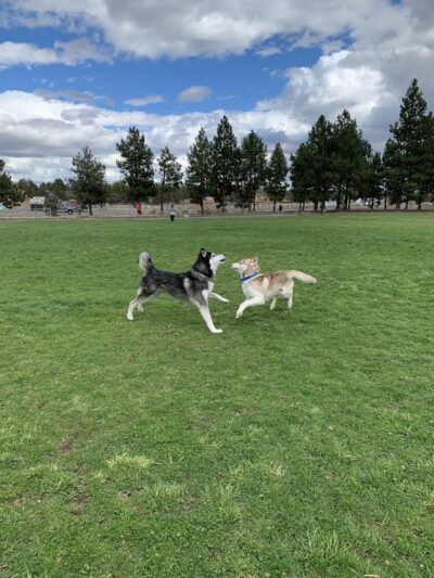 Pine Nursery Dog Park - Bend, OR