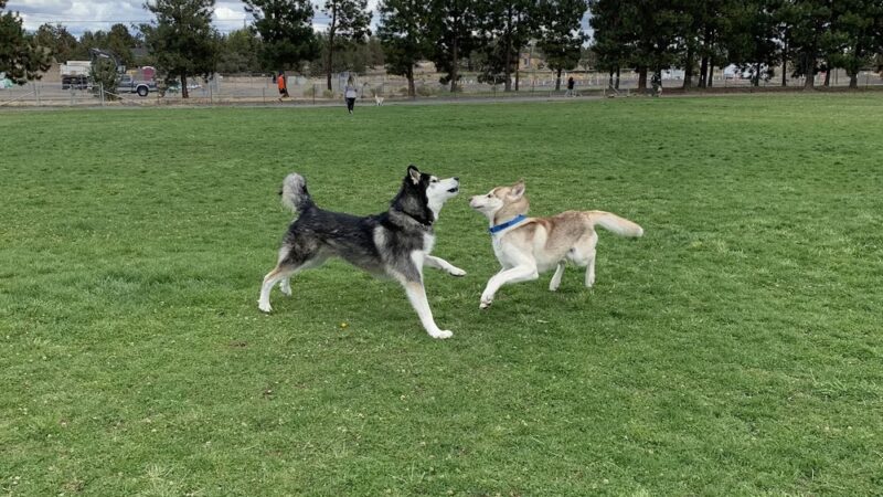 Pine Nursery Dog Park - Bend, OR