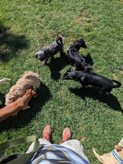Ponderosa Park Dog Park (off leash area) - Bend, OR