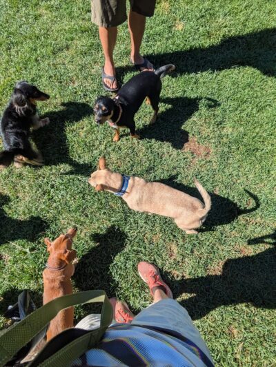 Ponderosa Park Dog Park (off leash area) - Bend, OR
