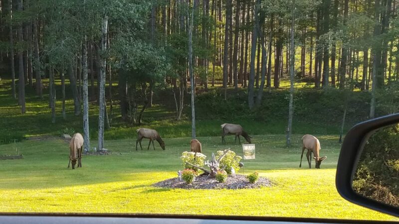 Elk View Benezette - Benezette, PA