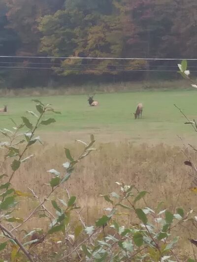 Elk View Benezette - Benezette, PA