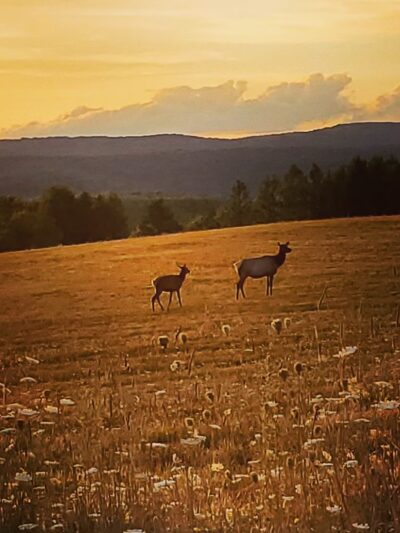 Winslow Hill Elk Viewing Area - Benezette, PA