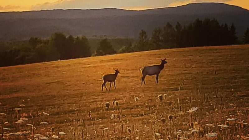 Winslow Hill Elk Viewing Area - Benezette, PA
