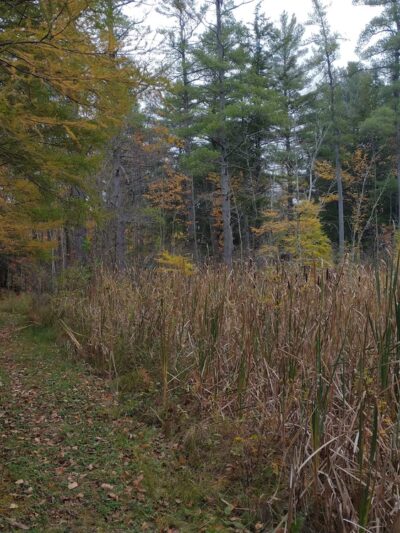 Bradford Putnam Wetlands - Bennington, VT