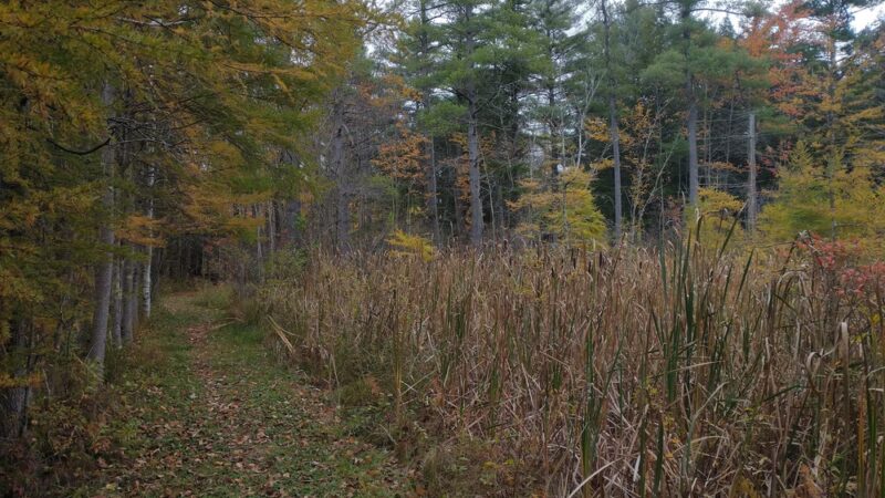 Bradford Putnam Wetlands - Bennington, VT