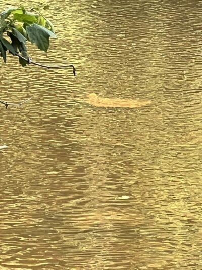 Newport Park - Bensalem, PA