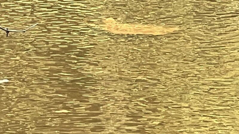 Newport Park - Bensalem, PA